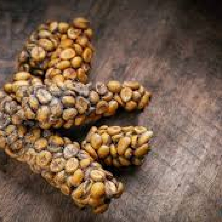 koppi luwak - depan