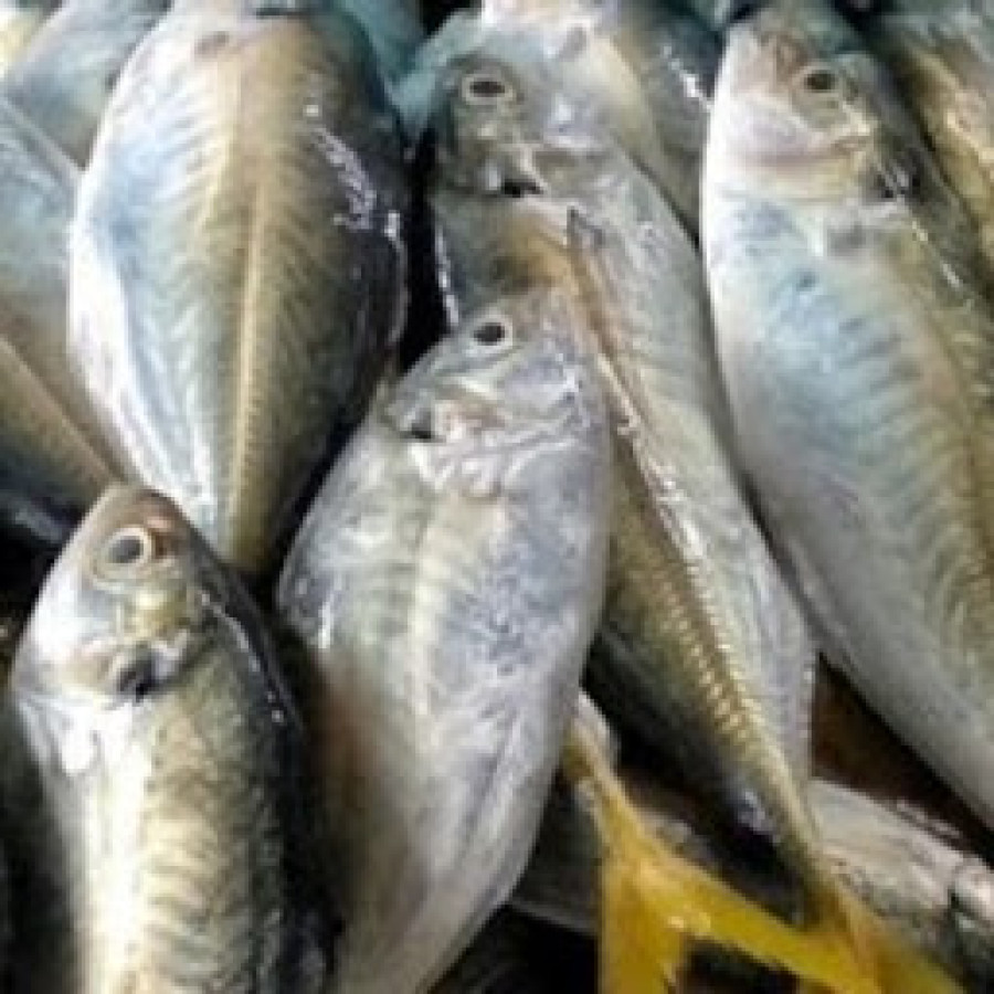 Ikan Laut Segar