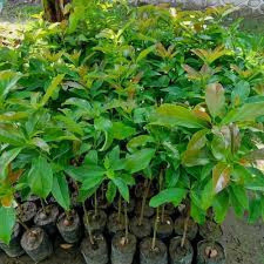 ALPUKAT KENDIL - samping