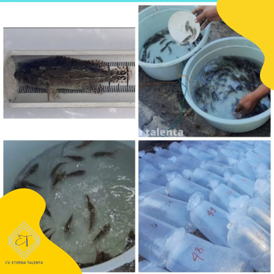 BENIH IKAN KERAPU