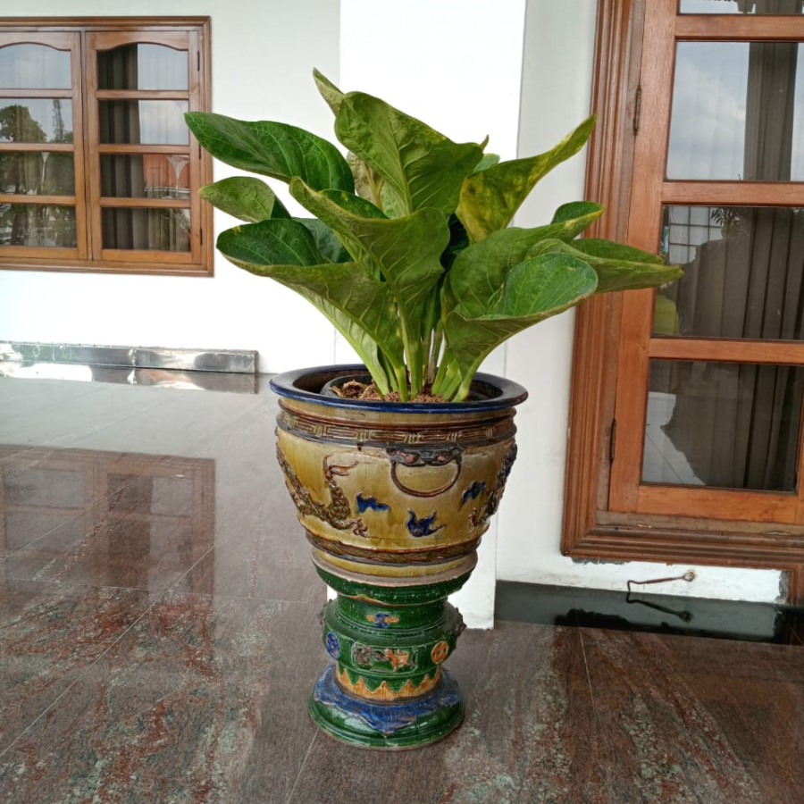 SEWA TANAMAN HIAS - utama