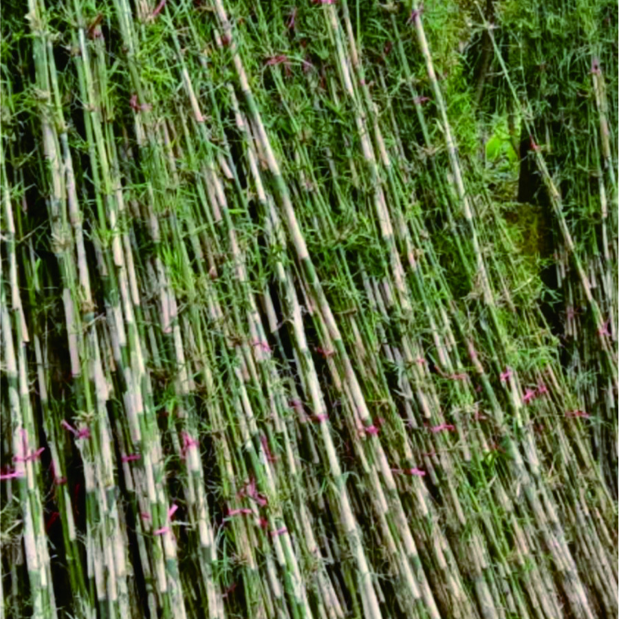 Bibit Bambu - depan
