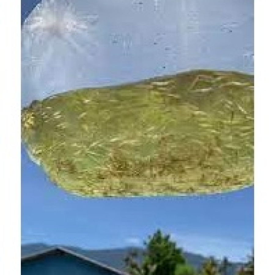 Gelondongan/Benih Bandeng - utama