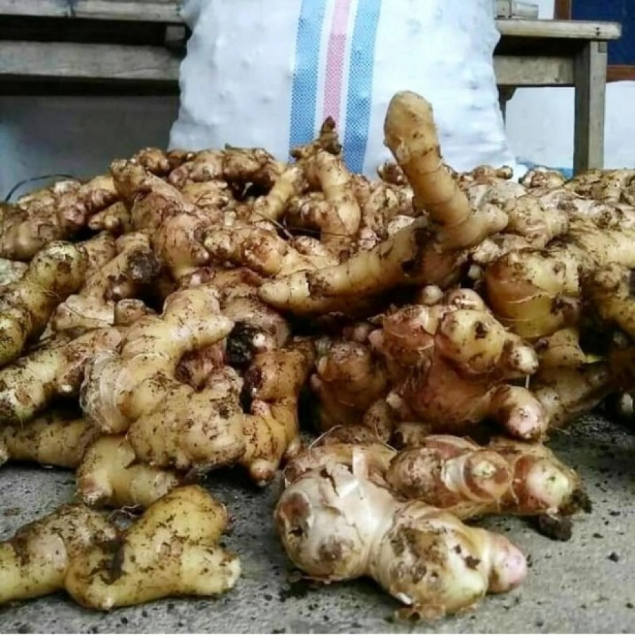 Benih Jahe Emprit Tua Kemasan 1 Kg - depan