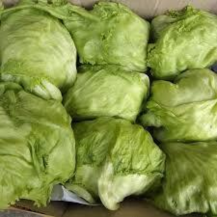 Lettuce Ice Berg