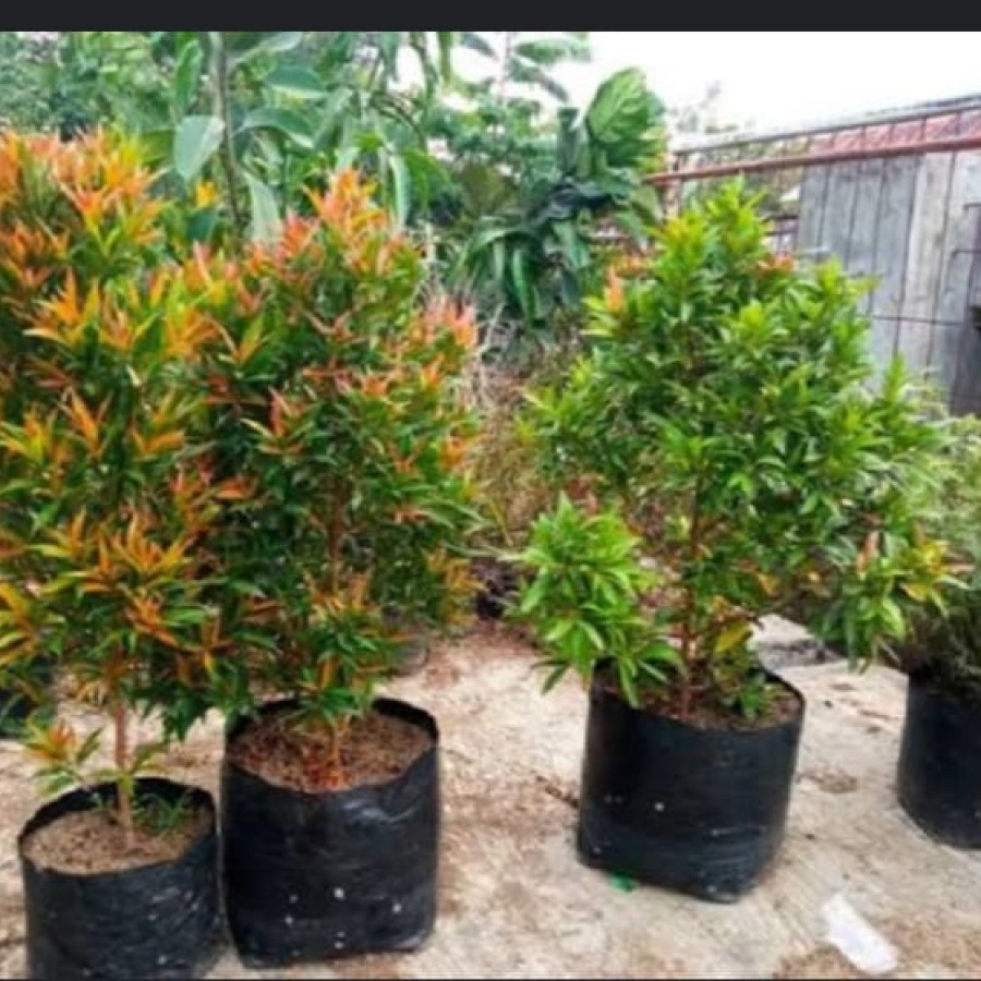 Pucuk Merah