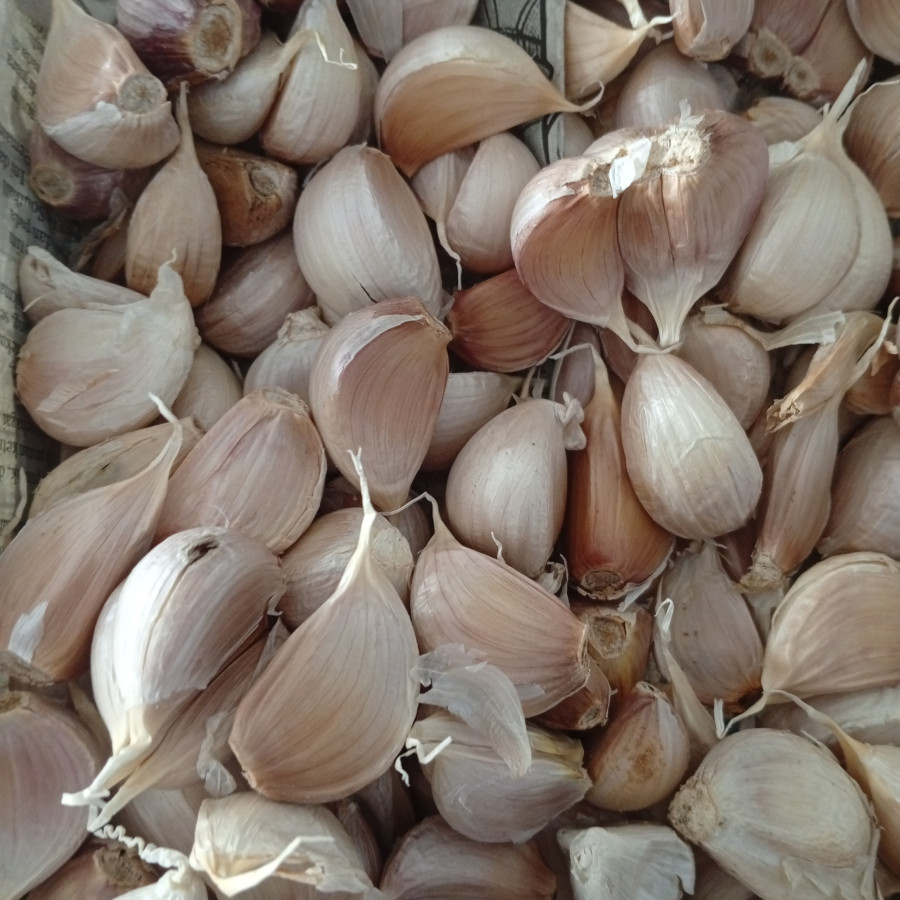 Bawang putih