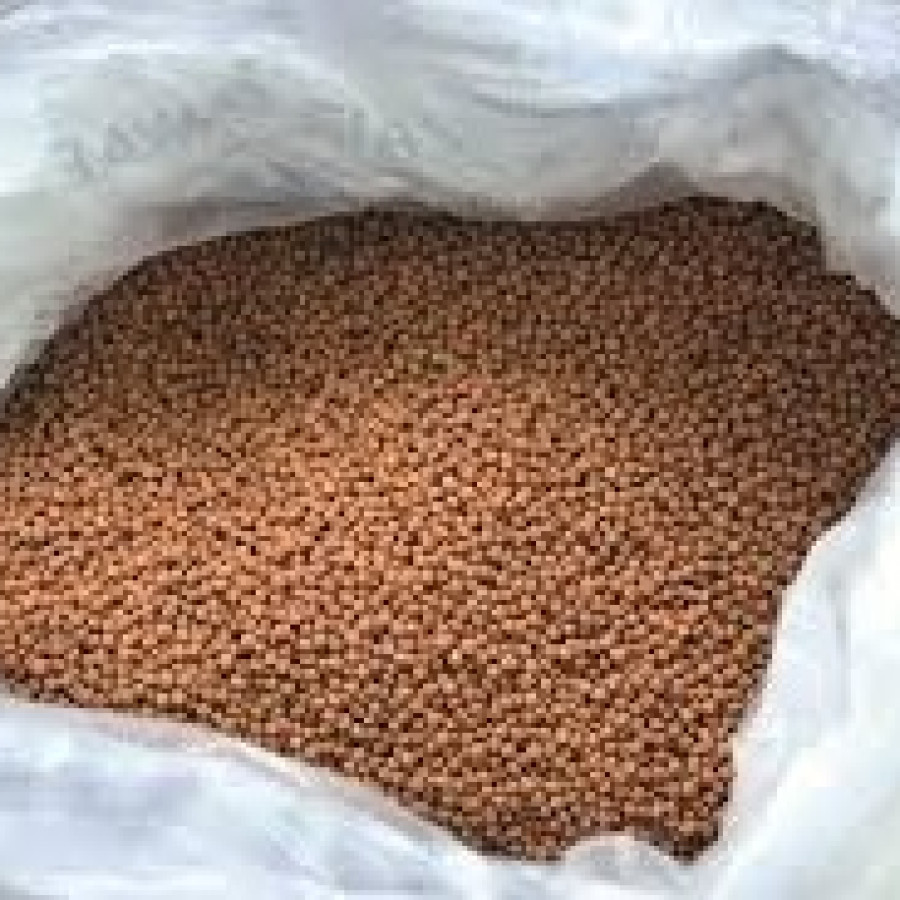 Pakan Ikan