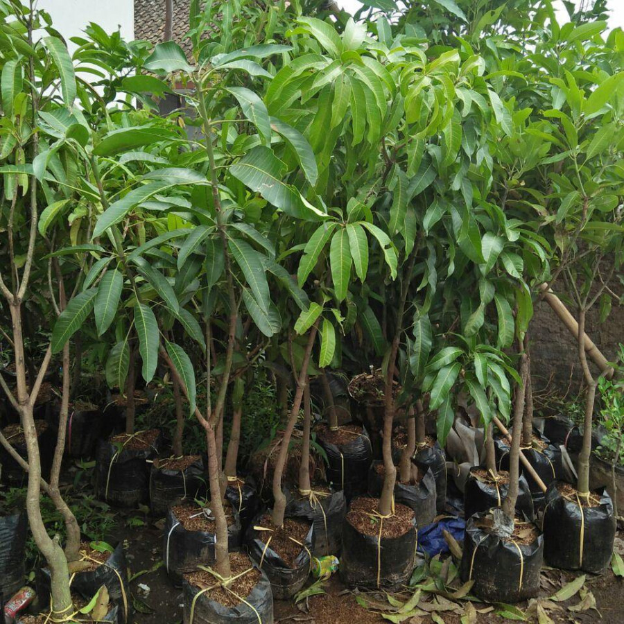 Mangga Arumanis - detail