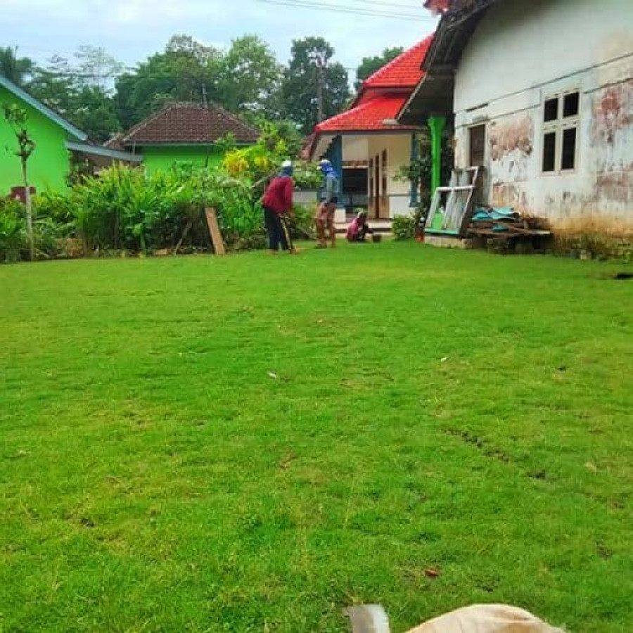 Rumput jepang - depan
