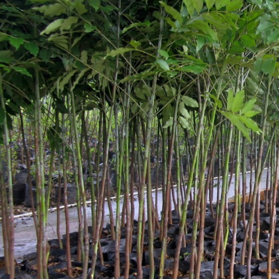 Bibit Eucalyptus Pellita