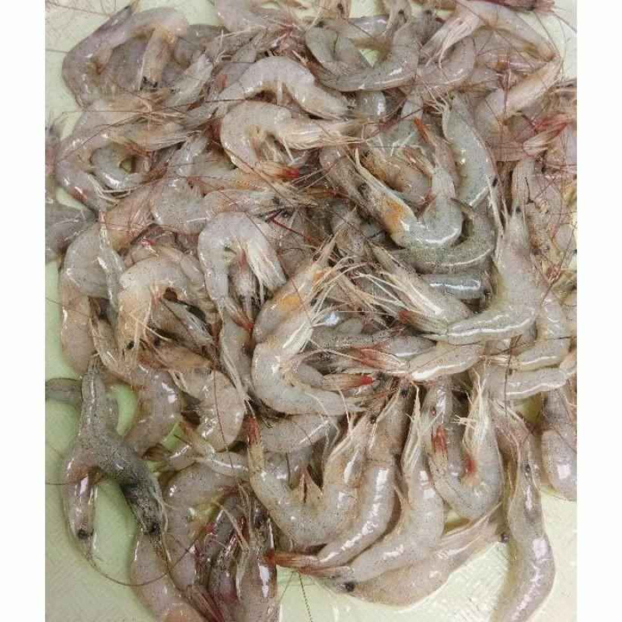 Udang Kecil