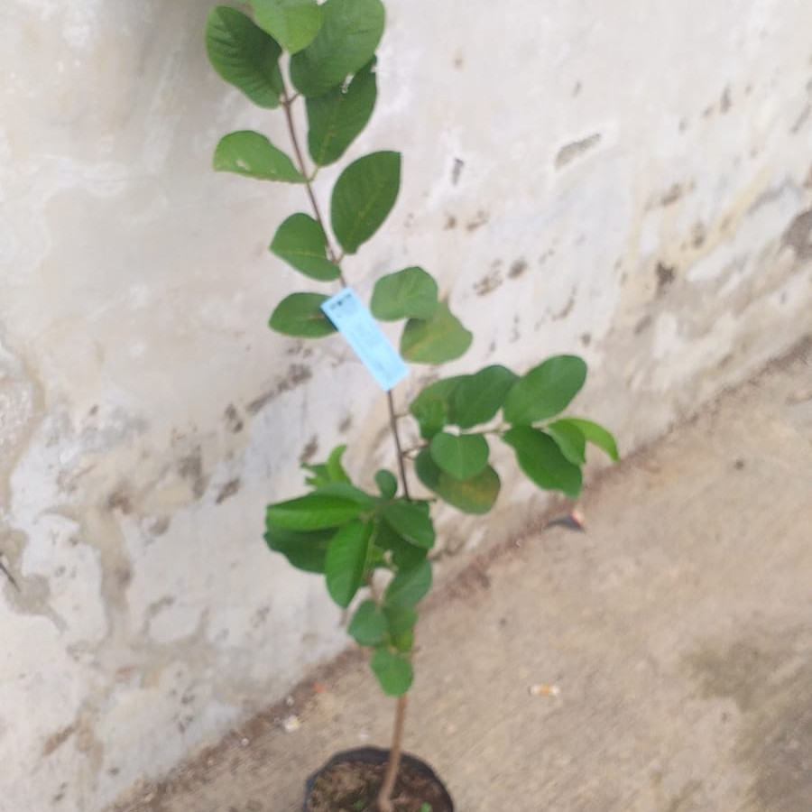 Bibit Jambu Kristal - samping