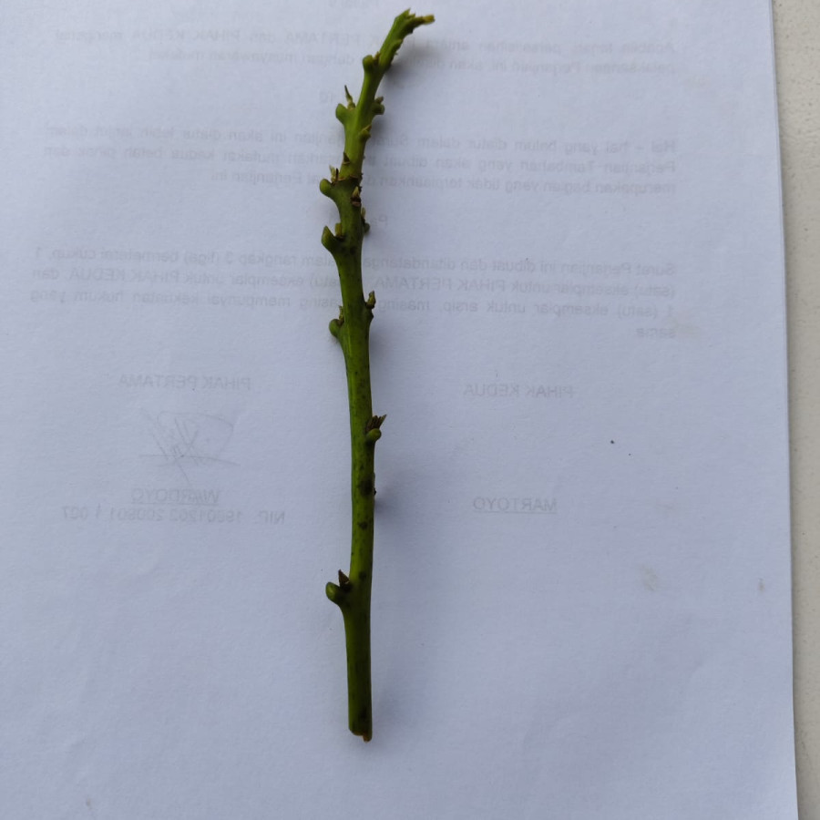 entres bibit alpukat - detail