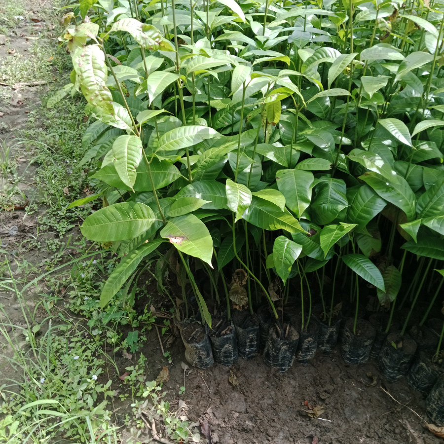 Seedling Bibit Mangga