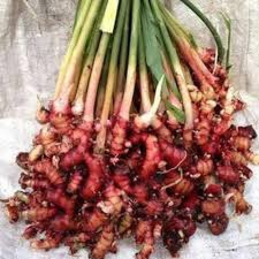 BIBIT JAHE MERAH