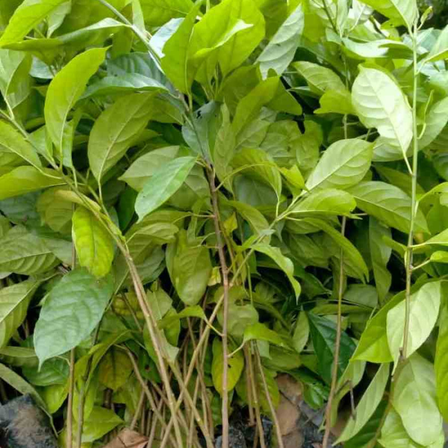 TANAMAN BIBIT KEPUNDUNG