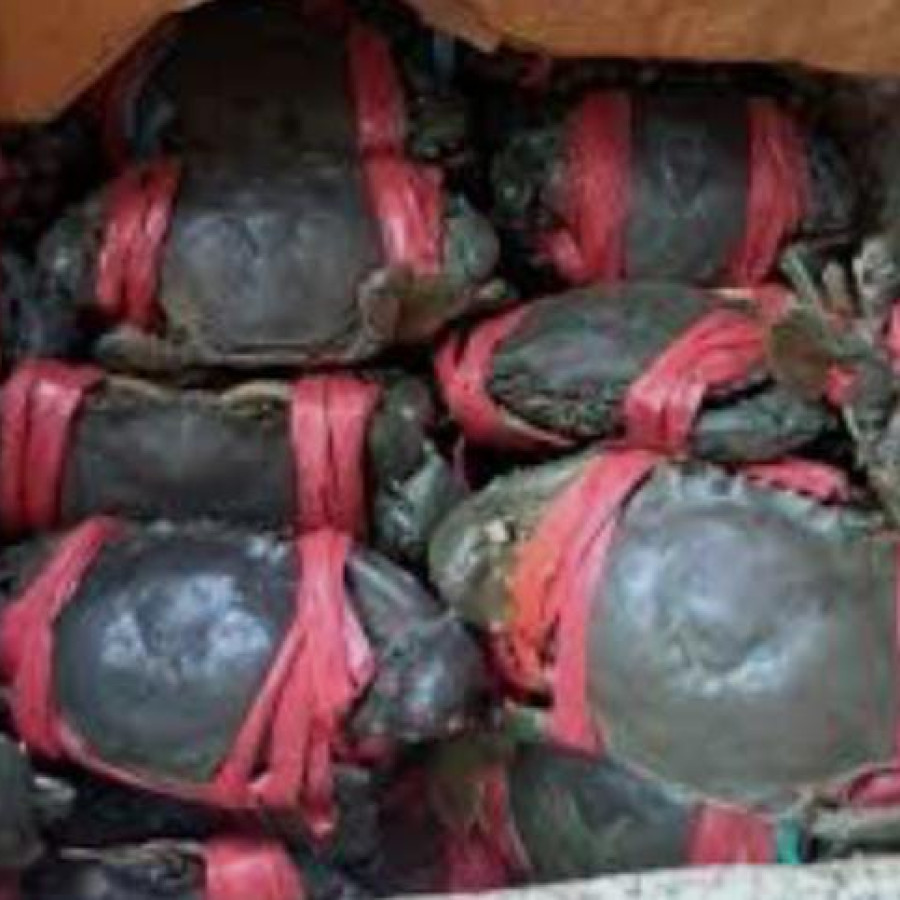 Kepiting segar - utama