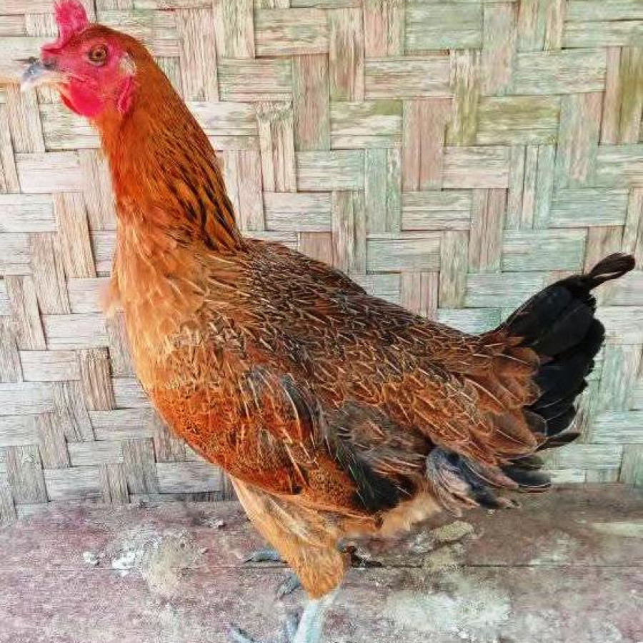 Ayam Buras Betina - utama