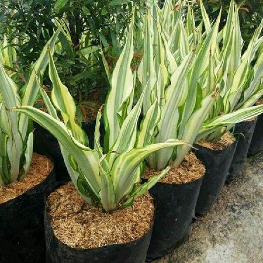 Agave Putih