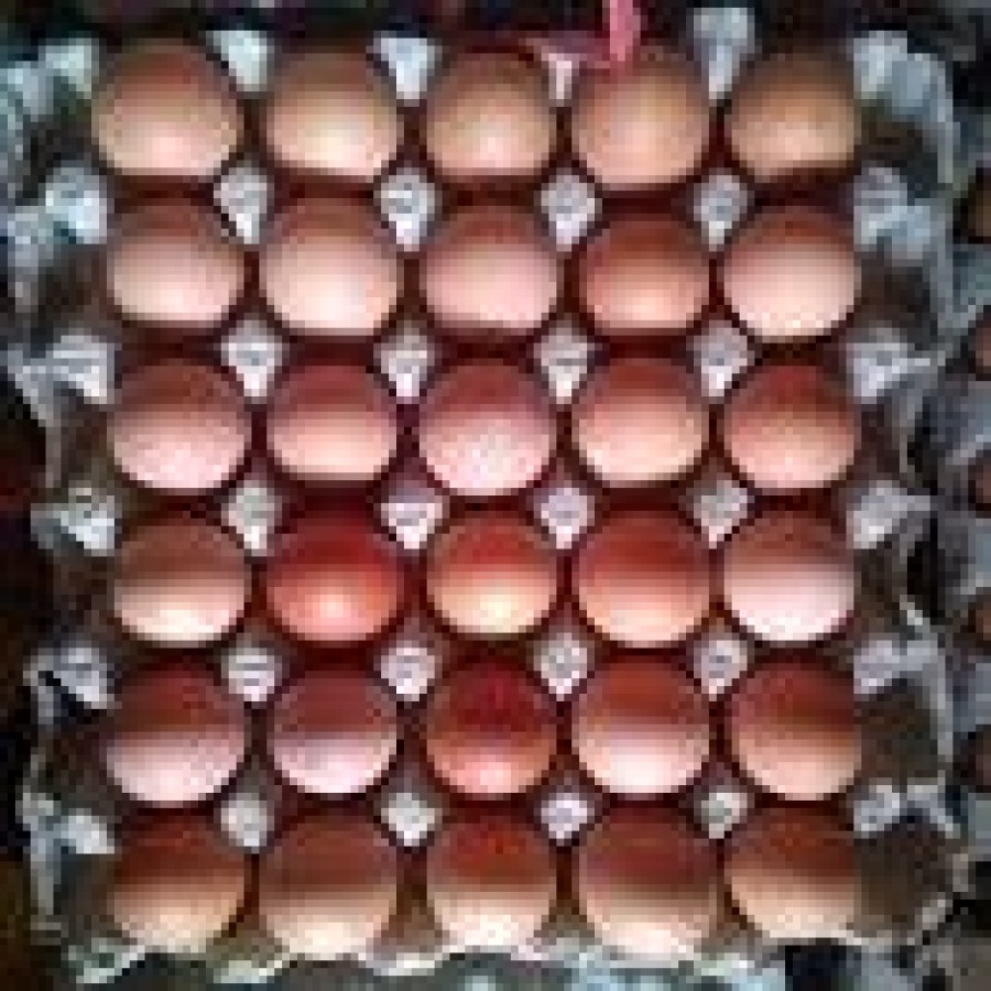 Telur Ayam Dalam Negeri - detail