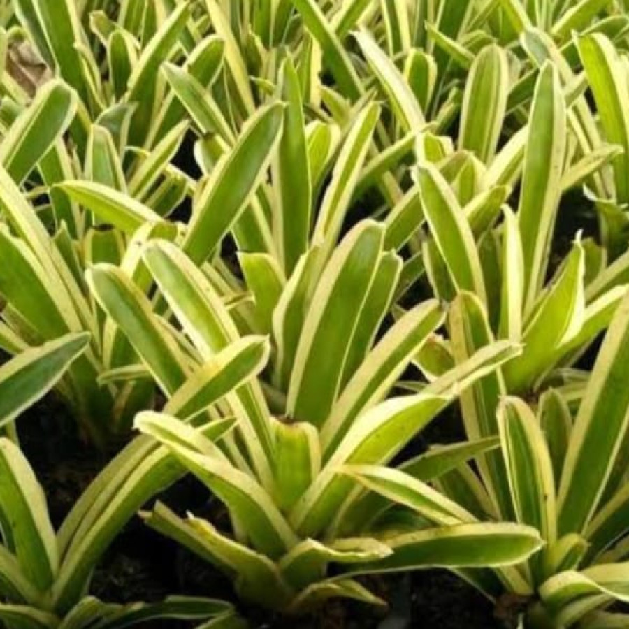 Bromelia Kuning