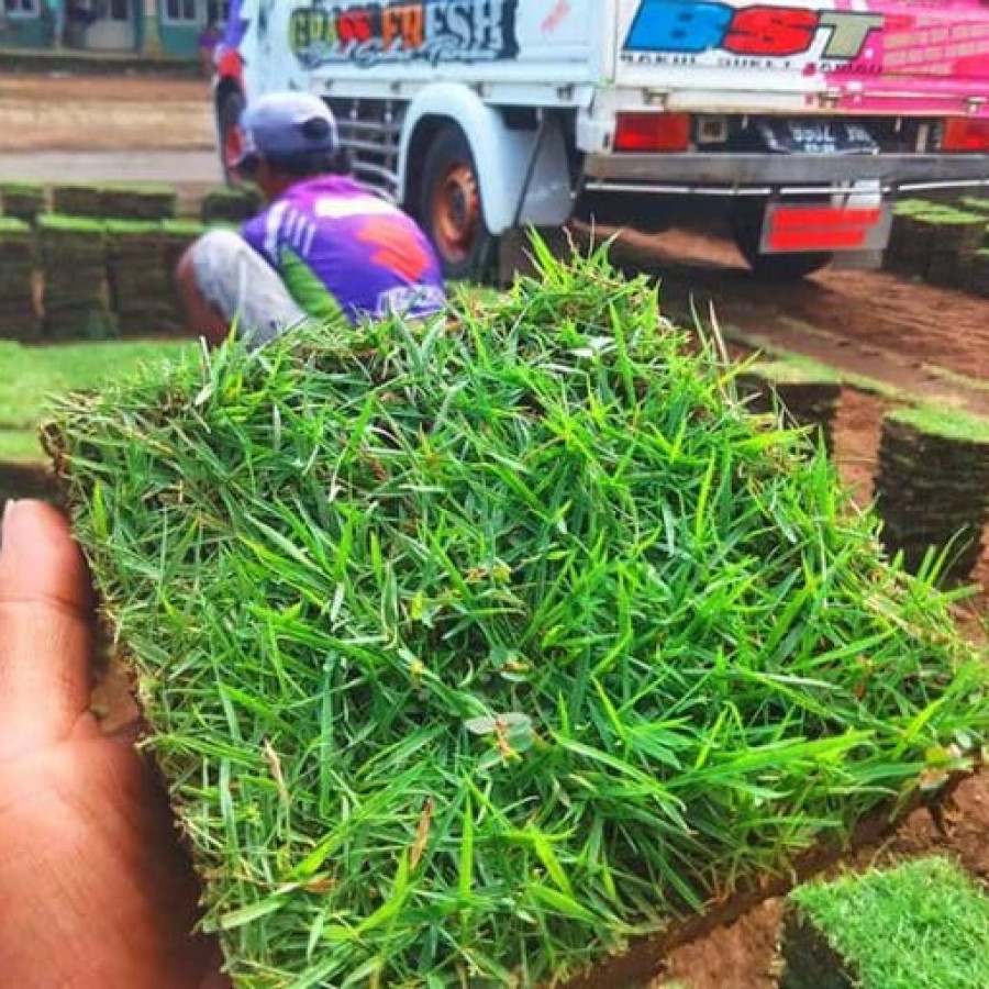 Rumput jepang - utama
