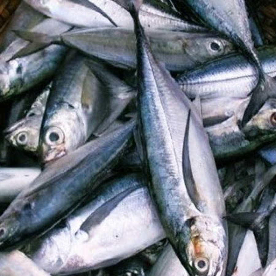 IKAN TENGGIRI SEGAR FRESH - depan