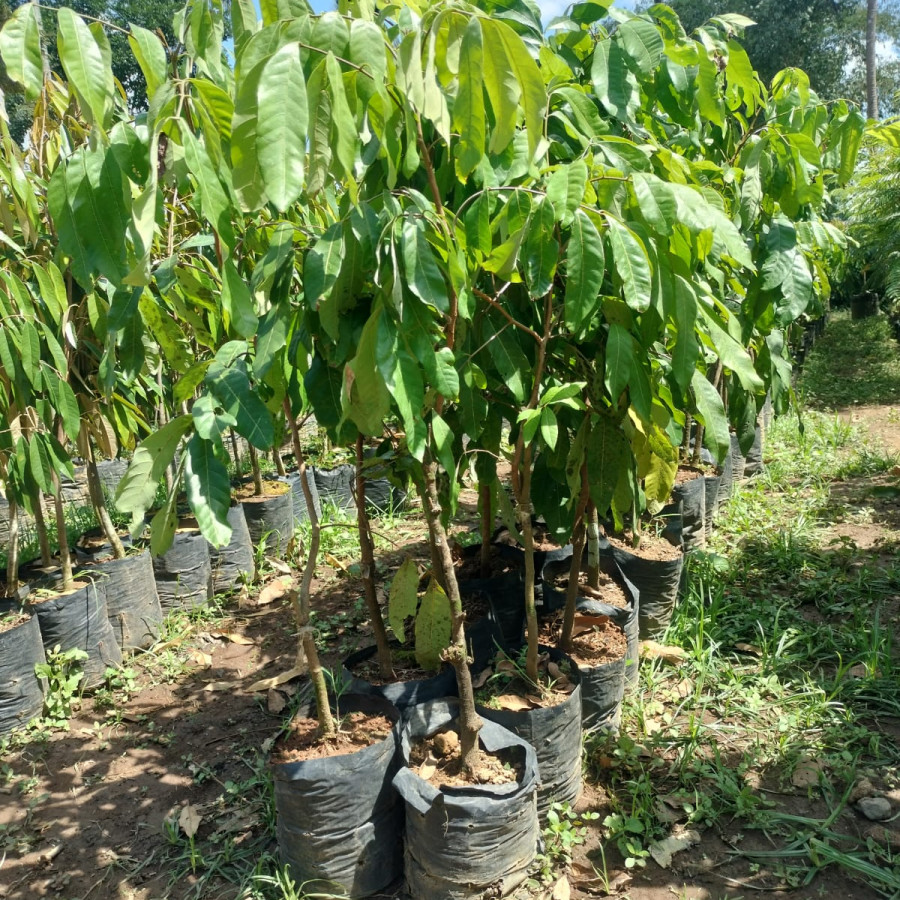 Bibit Kelengkeng Kateki - utama