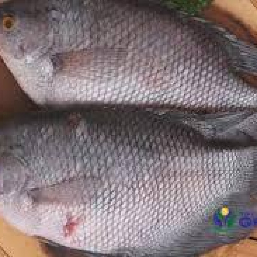 Ikan Gurame