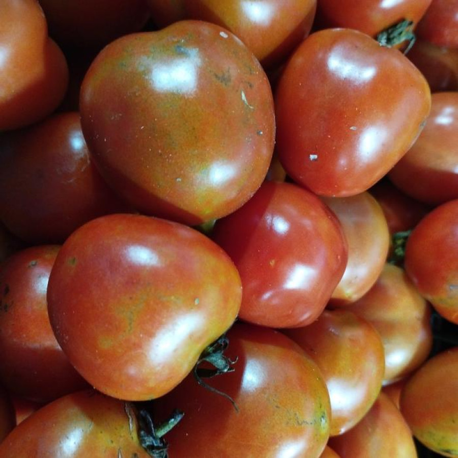 Buah Tomat
