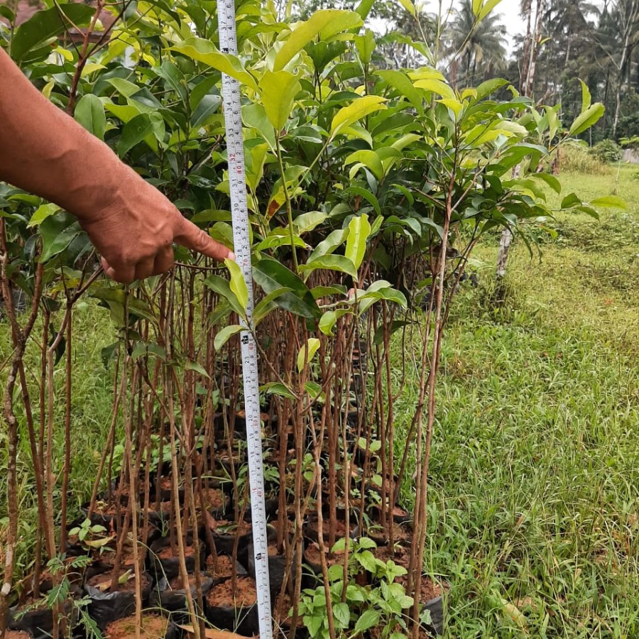 BIBIT TANJUNG - CV. RISKI UTAMA BIBIT - utama