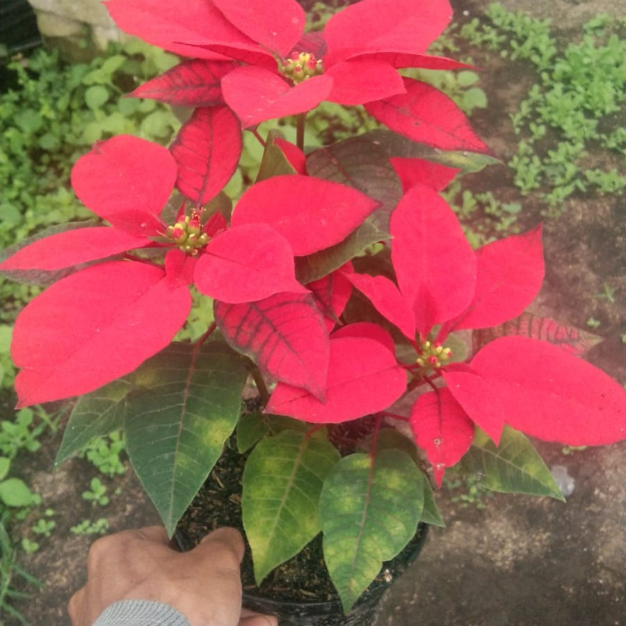 Kastuba Merah - samping
