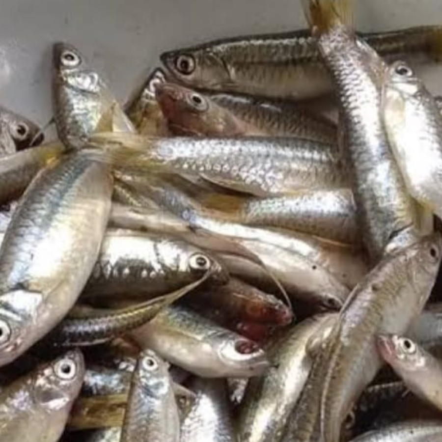 BENIH IKAN WADER