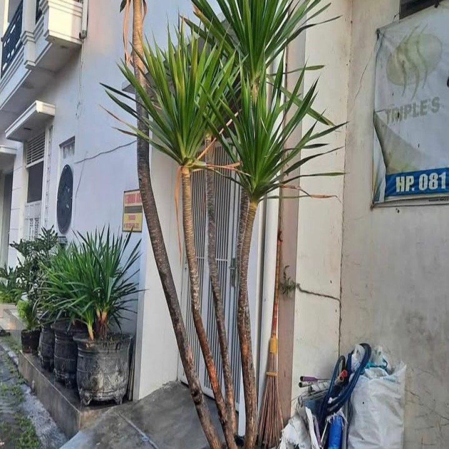 Pandan Bali Berkarakter - detail