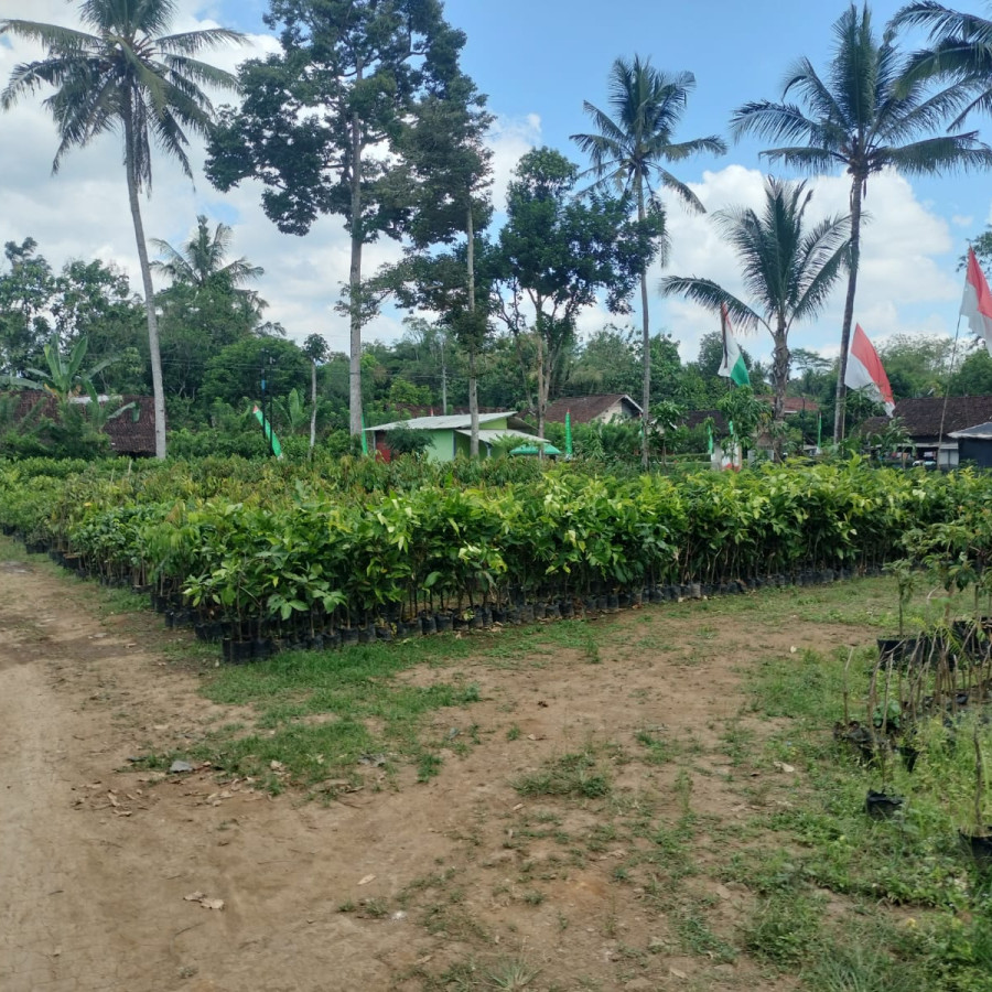 Mangga Manalagi - utama