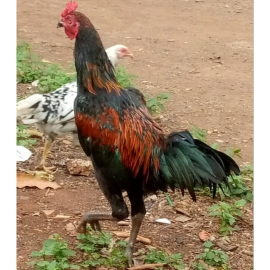Ayam Buras Pejantan - depan