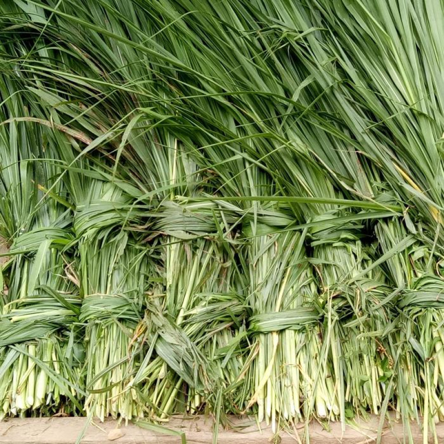 RUMPUT GULUNG UNBRAND