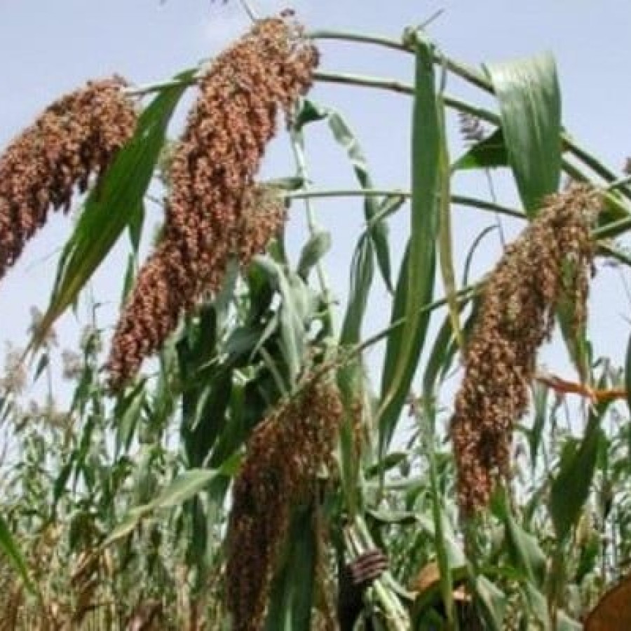Tepung Sorhum "Sorghum Ibu Pertiwi"  kemasan Vacum 1 kg - detail