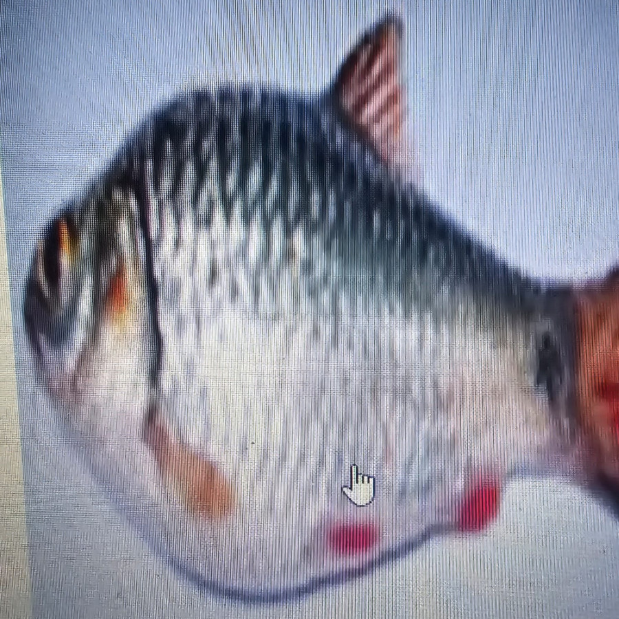 Benih Ikan Muraganting