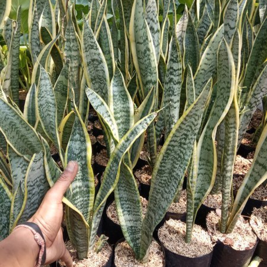 Sansevieria - utama