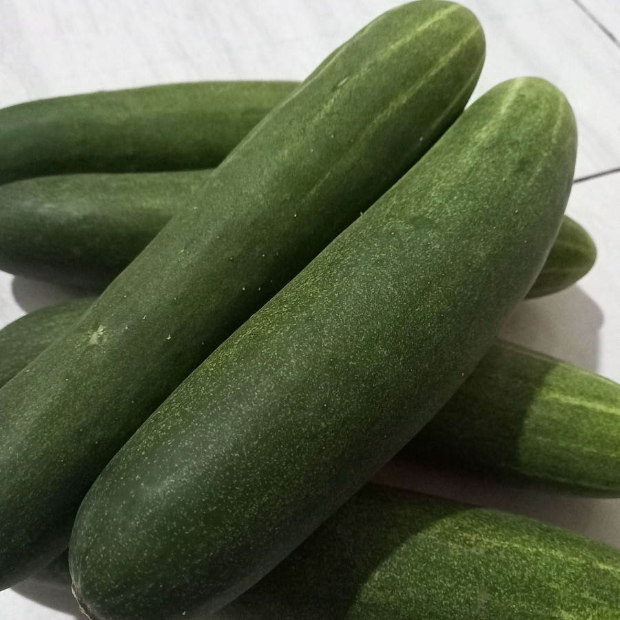 Timun Sayur Fresh per1kg - utama