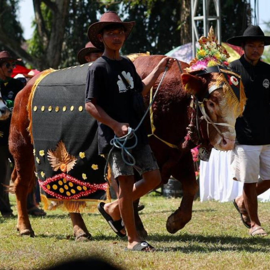 Penyelenggaran Event Kontes Sapi Perah 2025