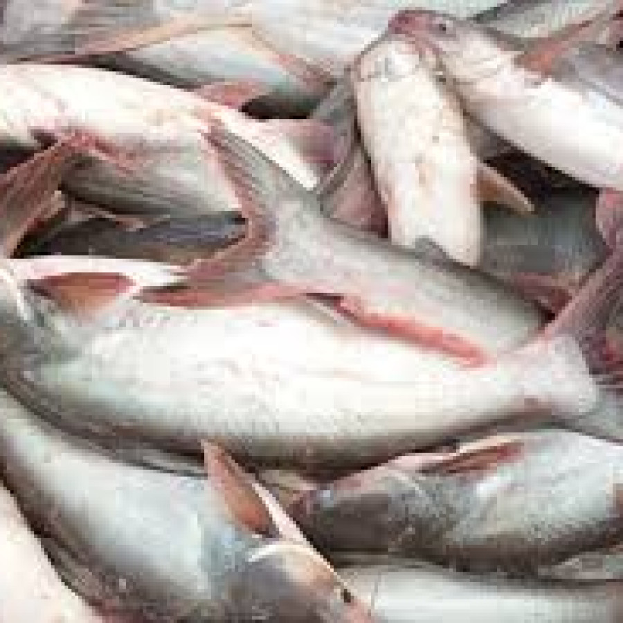 Ikan Patin