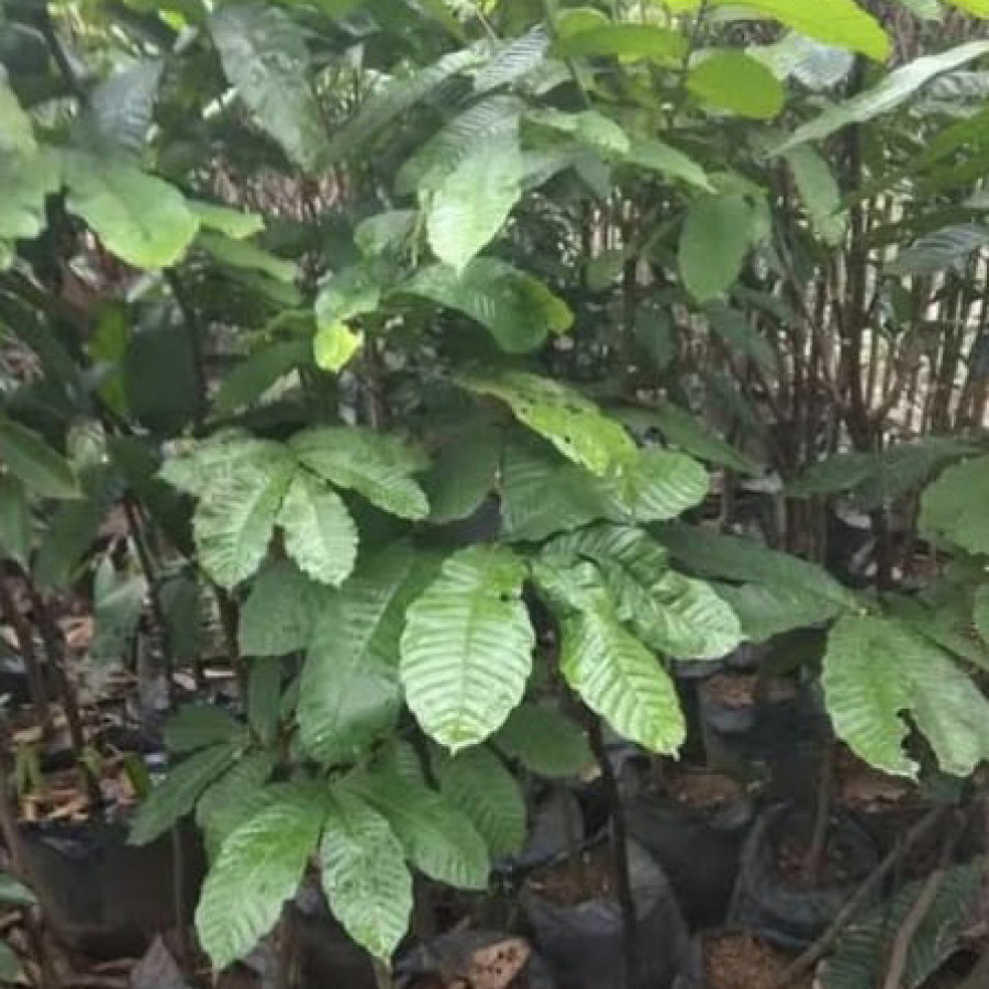 BIBIT MATOA SEDLING