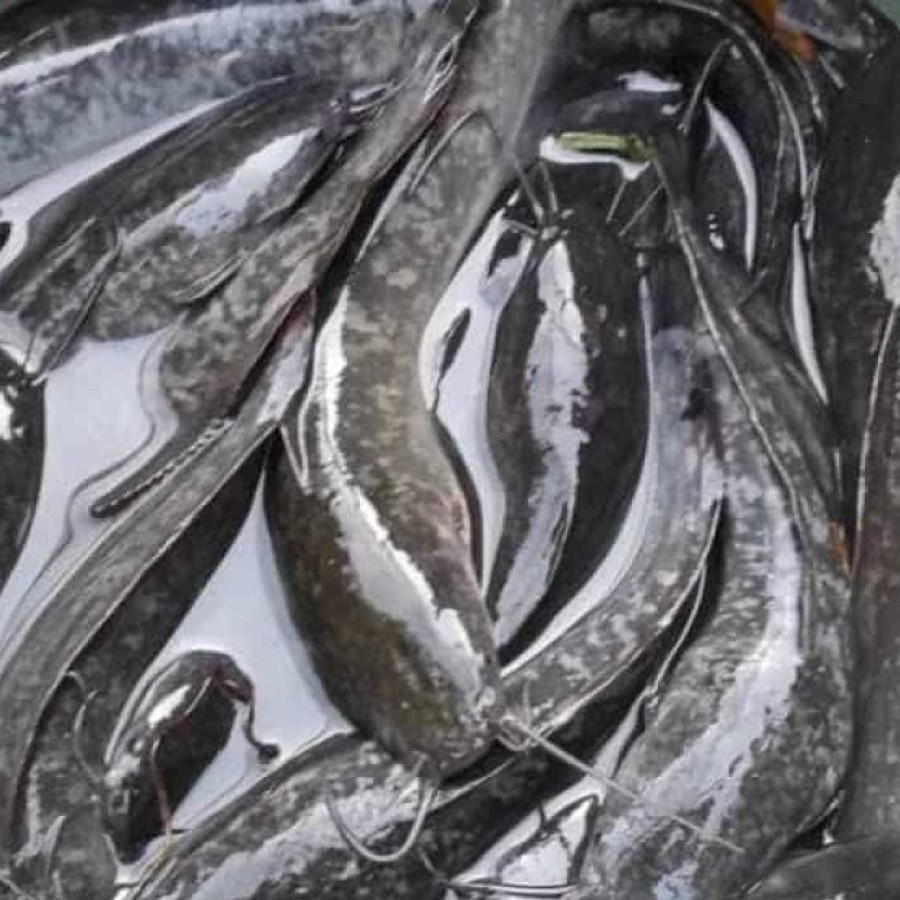 Ikan Lele Segar