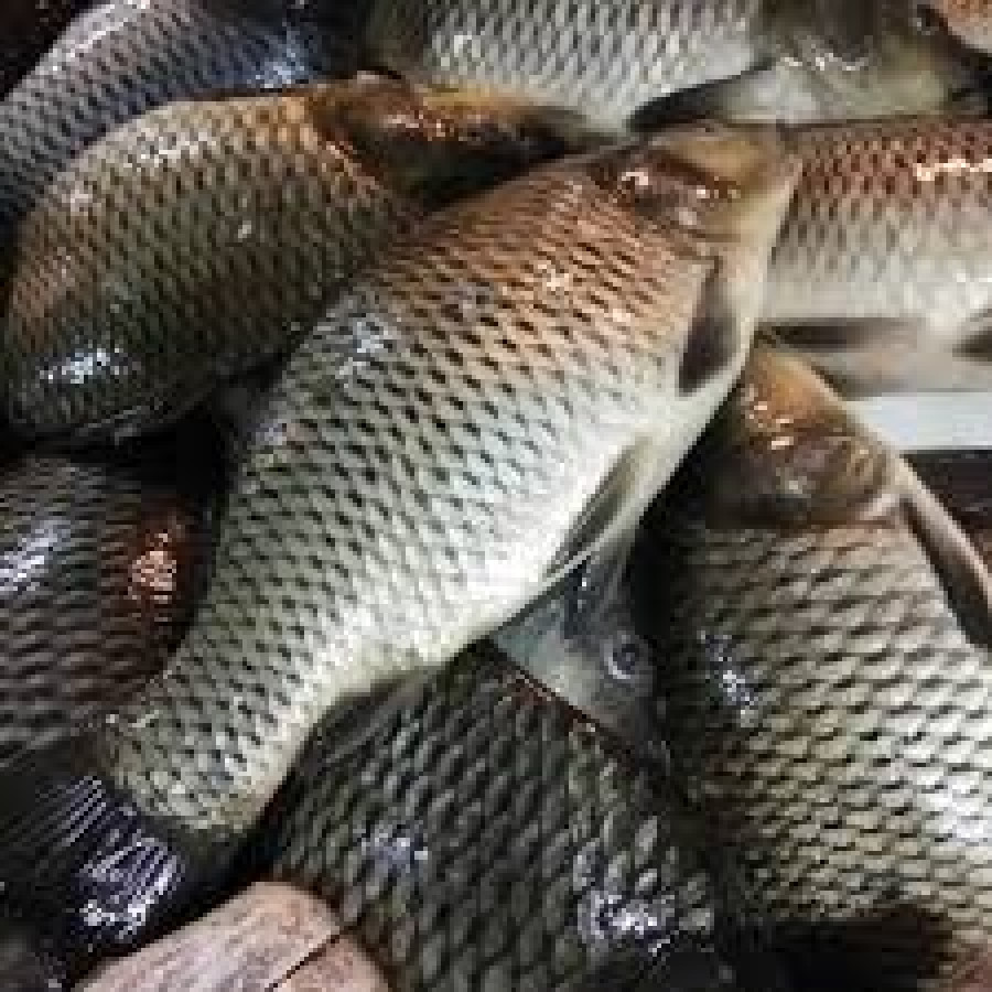 Ikan Mas..