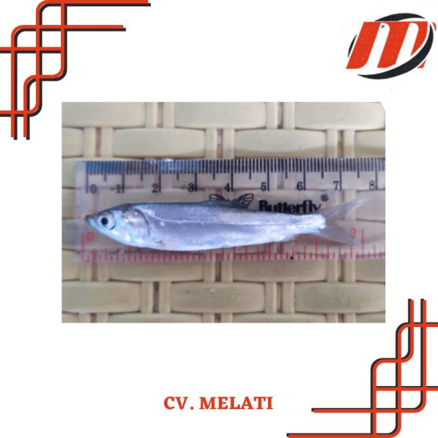 Benih Ikan Bandeng