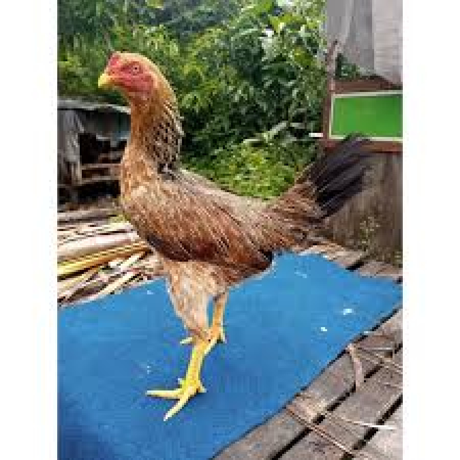 Ayam Buras Betina - samping