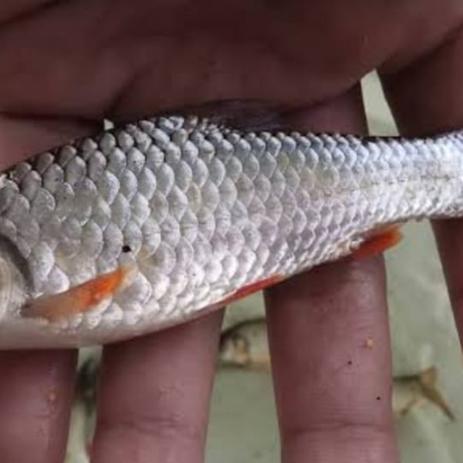 BENIH IKAN LOKAL BADERBANG